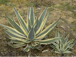 agave américana marginata