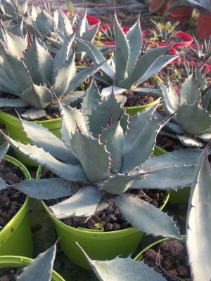 agave parryi