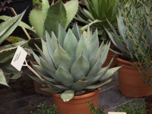 agave parryi