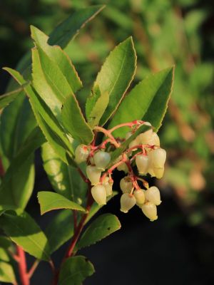 Arbousier fleurs