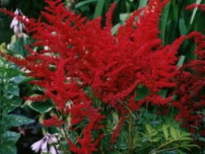 Astilbe arendsii glutt