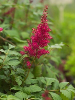 Astilbe glutt