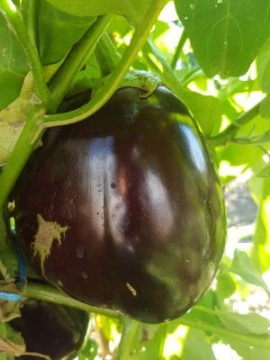 Aubergine ronde