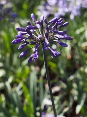 Black buddhist début floraison