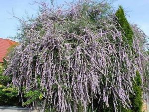 BUDDLEIA ALTERNIFOLIA