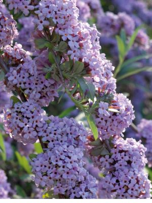 BUDDLEIA ALTERNIFOLIA