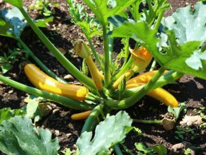 Courgette longue jaune