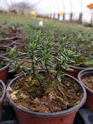 crassula sarcocaulis