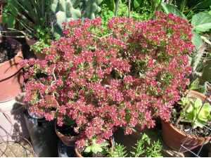 crassula sarcocaulis