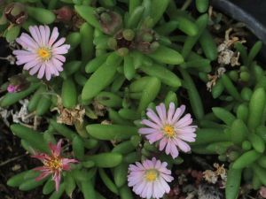 delosperma beaufort west