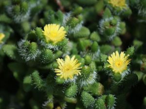 delosperma echinatum