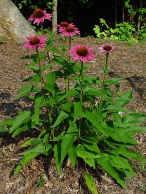 Echinacea purpurea