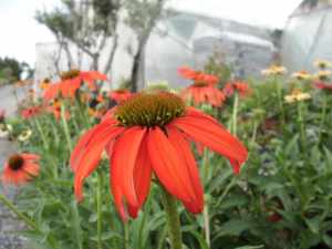 ECHINACEA TIKI TORCH