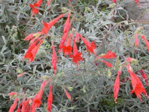 EPILOBIUM CATALINA