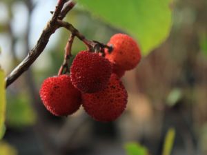 Fruits d'arbousier