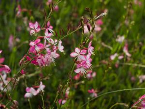 Gaura bicolore