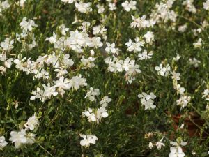 Gaura lindhemeiri