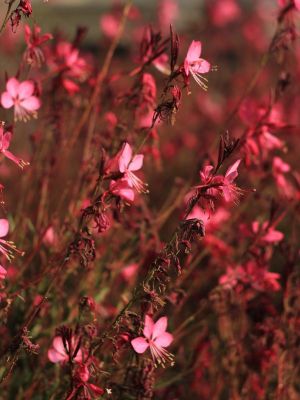 Gaura siskiyou pink