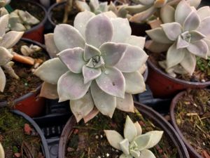 graptopetalum paraguayense