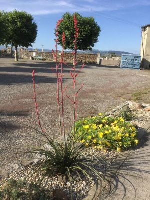 Hesperaloé parviflora (et oenothere du Missouri à droite)