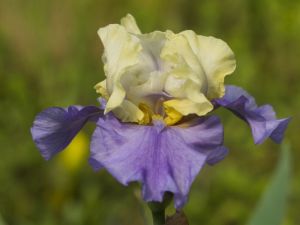 Iris Germ. Haut les voiles