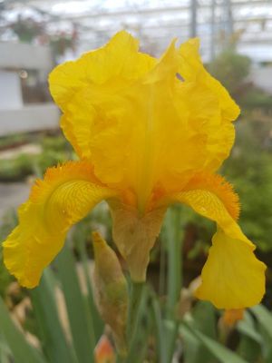 Iris Jaune d'or