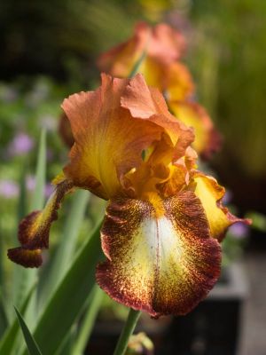 Iris spreckles