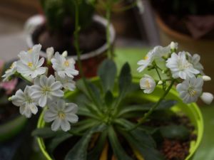 lewisia blanche