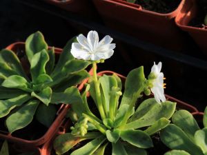 lewisia blanche en godet