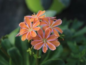 lewisia orange