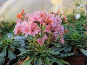 Lewisia rose clair