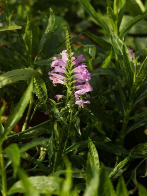 Physostegia virginiana vivid