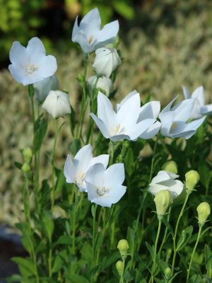 platycodon blanc