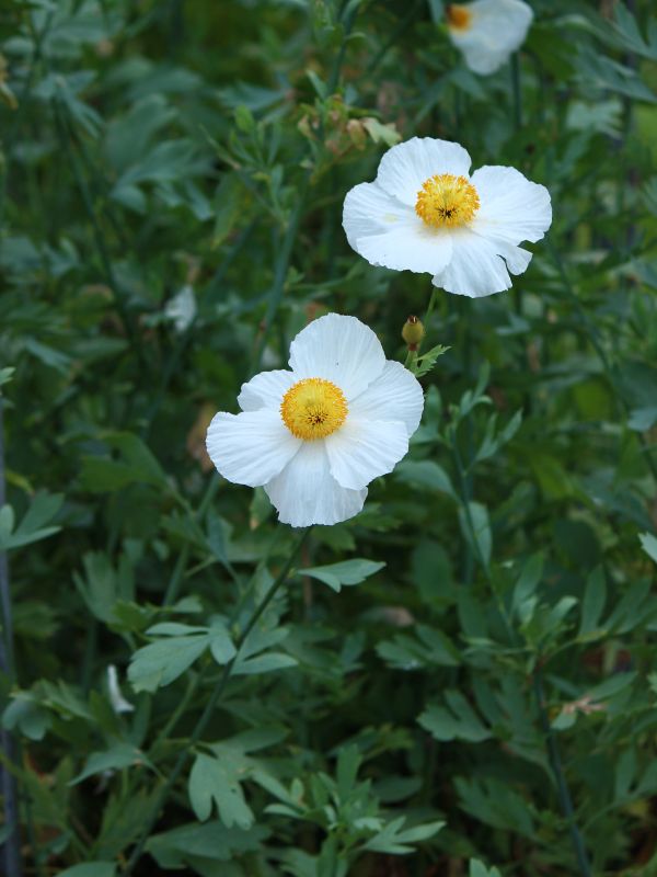 Pavot à fleur blanche